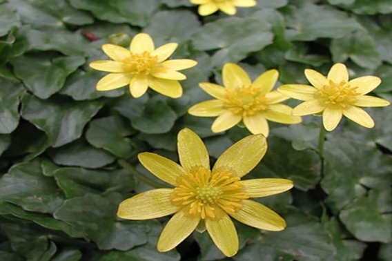 Invasives Species Lesser celandine