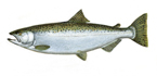 Chinook salmon