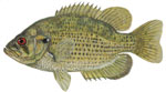Rock bass